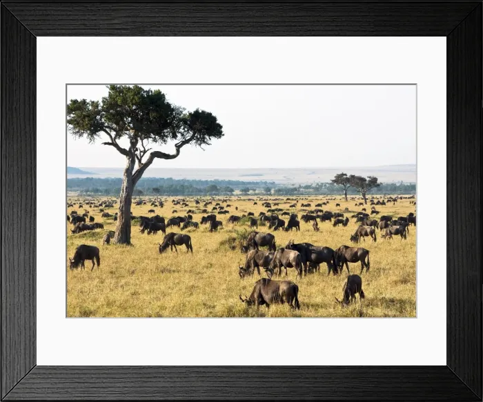Framed Print : Herd of wildebeest (Connochaetes taurinus), Masai Mara National Reserve Framed Print : Herd of wildebeest (Connochaetes taurinus), Masai Mara National Reserve