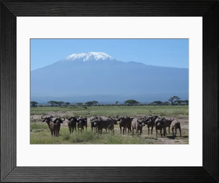 Framed Print : Cape buffalo, Amboseli National Park, with Mount Kilimanjaro in the background Framed Print : Cape buffalo, Amboseli National Park, with Mount Kilimanjaro in the background