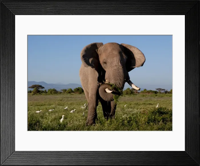 Framed Print : A solitary bull elephant feeding, and egrets, Amboseli National Park, Kenya Framed Print : A solitary bull elephant feeding, and egrets, Amboseli National Park, Kenya