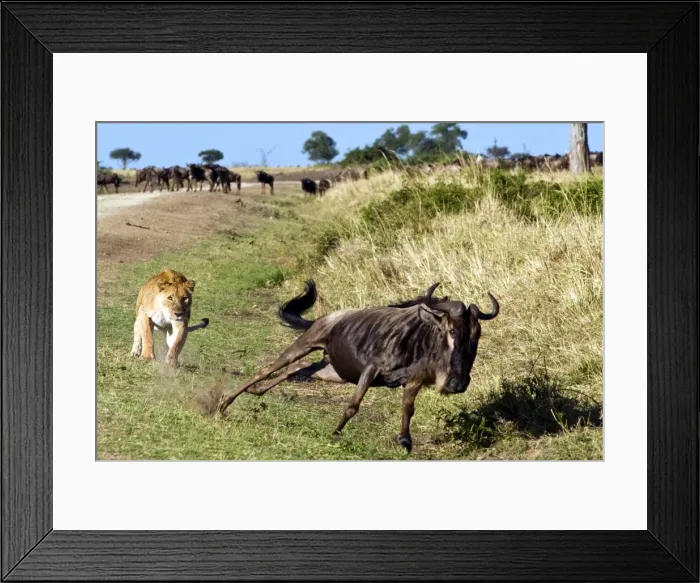 Framed Print : Female lion (Panthera leo) hunting wildebeest, Masai Mara National Reserve Framed Print : Female lion (Panthera leo) hunting wildebeest, Masai Mara National Reserve