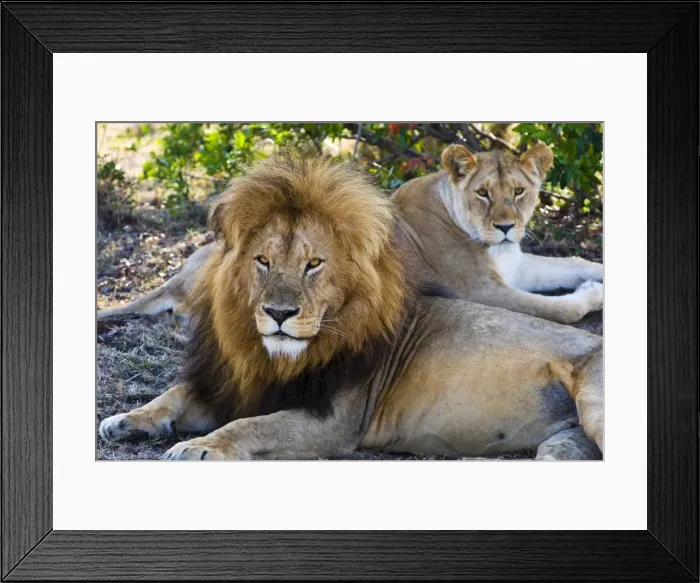 Framed Print : Lion couple (Panthera leo), Masai Mara National Reserve, Kenya, East Africa, Africa Framed Print : Lion couple (Panthera leo), Masai Mara National Reserve, Kenya, East Africa, Africa