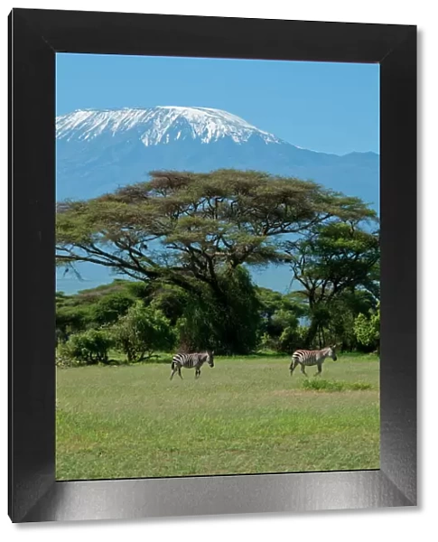 Zebra, Amboseli National Park, with Mount Kilimanjaro in the background