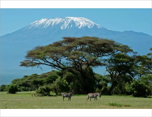 Zebra, Amboseli National Park, with Mount Kilimanjaro in the background
