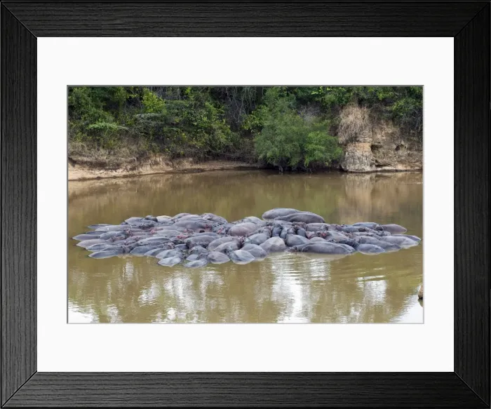 Framed Print : Herd of Hippopotamuses, (Hippopotamus amphibius), Masai Mara National Reserve Framed Print : Herd of Hippopotamuses, (Hippopotamus amphibius), Masai Mara National Reserve