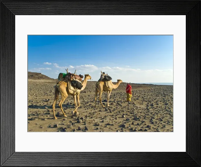 Framed Print : Afar tribeswoman with camels on her way home, near Lac Abbe, Republic of Djibouti, Africa Framed Print : Afar tribeswoman with camels on her way home, near Lac Abbe, Republic of Djibouti, Africa