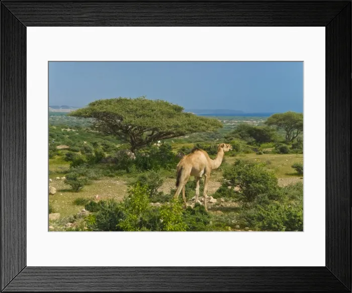 Framed Print : Camel on the outskirts of Djibouti, Republic of Djibouti, Africa Framed Print : Camel on the outskirts of Djibouti, Republic of Djibouti, Africa