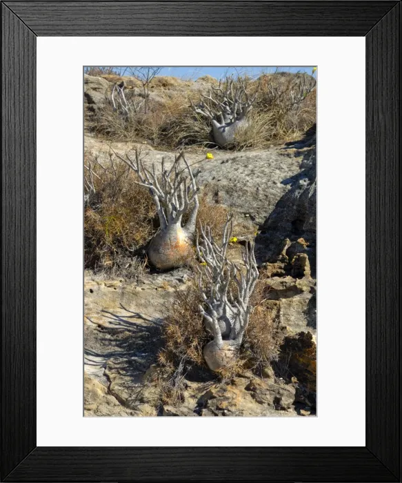 Framed Print : Small Baobab trees in the Isalo National Park, Madagascar, Africa Framed Print : Small Baobab trees in the Isalo National Park, Madagascar, Africa