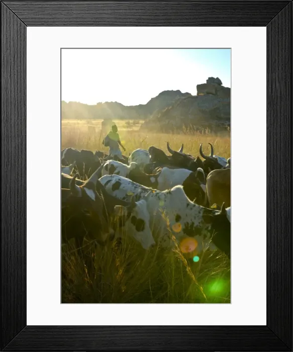 Framed Print : Cows walking through the high grass in the Isalo National Park, Madagascar, Africa Framed Print : Cows walking through the high grass in the Isalo National Park, Madagascar, Africa