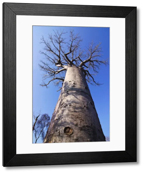Framed Print : Baobab tree from below, Avenue de Baobabs, Madagascar, Africa Framed Print : Baobab tree from below, Avenue de Baobabs, Madagascar, Africa