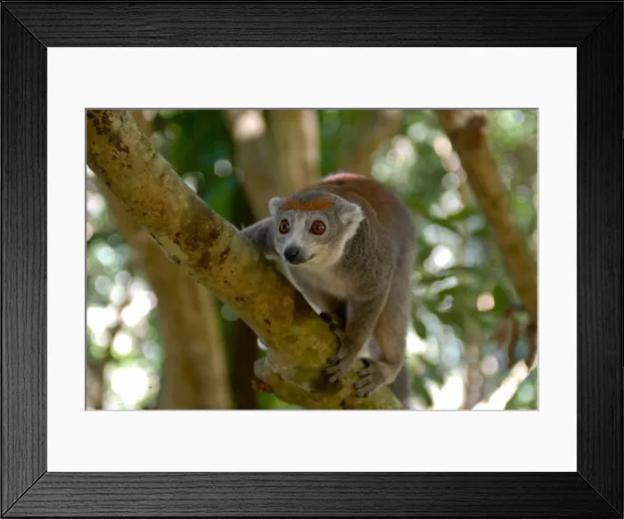 Framed Print : Crowned lemur (Eulemur coronatus), Ivoloina National Park, Toamasina, Madagascar, Africa Framed Print : Crowned lemur (Eulemur coronatus), Ivoloina National Park, Toamasina, Madagascar, Africa
