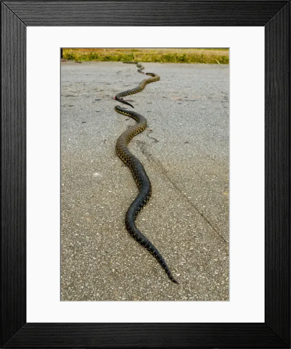 Framed Print : Dead pythons lying on a street, Manakara, Madagascar, Africa Framed Print : Dead pythons lying on a street, Manakara, Madagascar, Africa