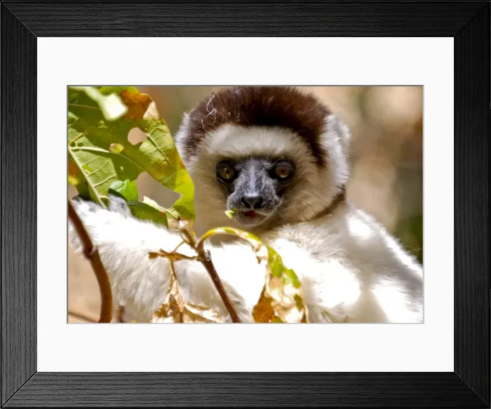 Framed Print : Verreauxs sifaka (Propithecus verreauxi), Isalo National Park, Madagascar, Africa Framed Print : Verreauxs sifaka (Propithecus verreauxi), Isalo National Park, Madagascar, Africa