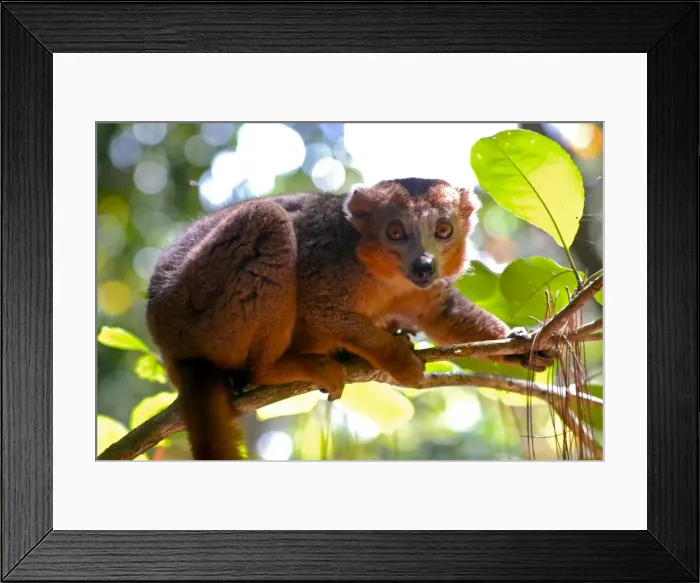 Framed Print : Red-bellied lemur (Eulemur rubriventer), Ivoloina National Park, Toamasina Framed Print : Red-bellied lemur (Eulemur rubriventer), Ivoloina National Park, Toamasina