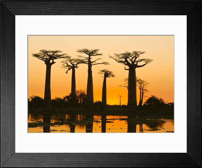 Framed Print : Avenue de Baobabs at sunset, Madagascar, Africa Framed Print : Avenue de Baobabs at sunset, Madagascar, Africa