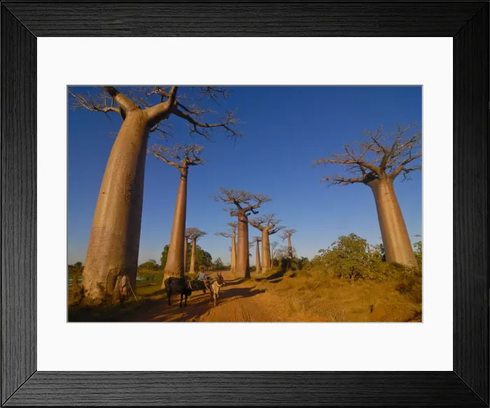 Framed Print : Ox cart at the Avenue de Baobabs at sunrise, Madagascar, Africa Framed Print : Ox cart at the Avenue de Baobabs at sunrise, Madagascar, Africa