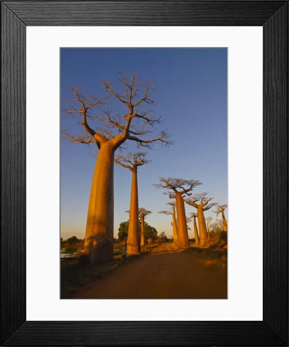 Framed Print : Avenue de Baobabs at sunset, Madagascar, Africa Framed Print : Avenue de Baobabs at sunset, Madagascar, Africa