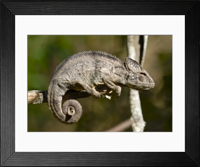Framed Print : Madagascar giant chameleon (Furcifer verrucosus), Madagascar, Africa Framed Print : Madagascar giant chameleon (Furcifer verrucosus), Madagascar, Africa