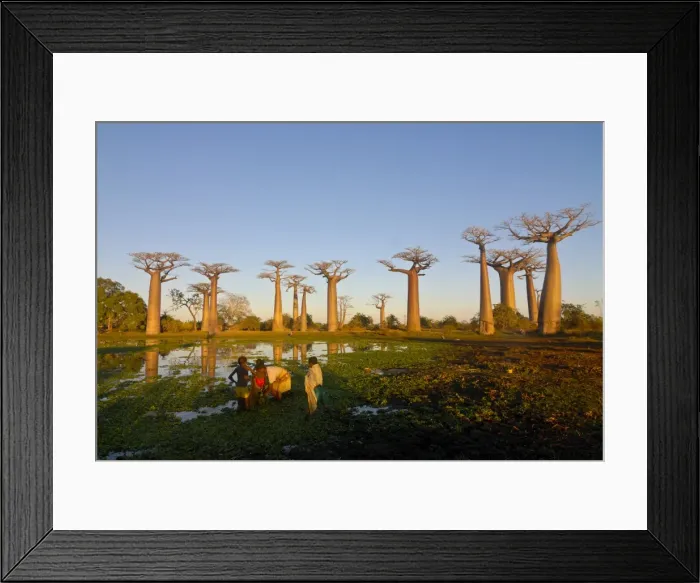 Framed Print : People fishing at the Avenue de Baobabs at sunset, Madagascar, Africa