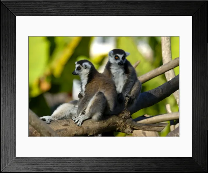 Framed Print : Ring-tailed lemur (Lemur catta), Antanarivo, Madagascar, Africa Framed Print : Ring-tailed lemur (Lemur catta), Antanarivo, Madagascar, Africa