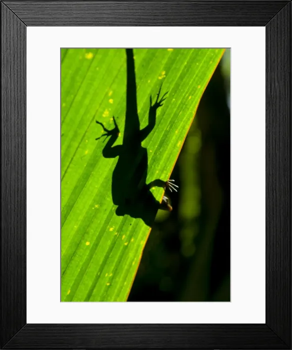 Framed Print : Little Gecko behind a illuminated palm leaf, Vallee de Mai, UNESCO World Heritage Site Framed Print : Little Gecko behind a illuminated palm leaf, Vallee de Mai, UNESCO World Heritage Site
