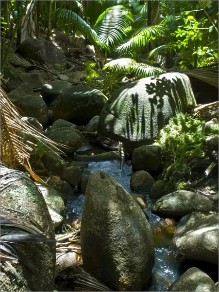 Beautiful rocks in the jungle of Valle de Mai, UNESCO World Heritage Site