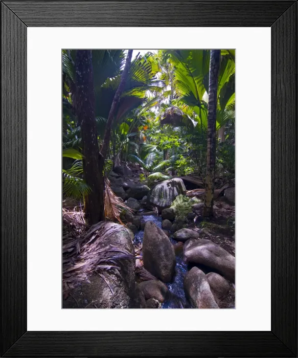 Framed Print : Beautiful rocks in the jungle of Valle de Mai, UNESCO World Heritage Site Framed Print : Beautiful rocks in the jungle of Valle de Mai, UNESCO World Heritage Site