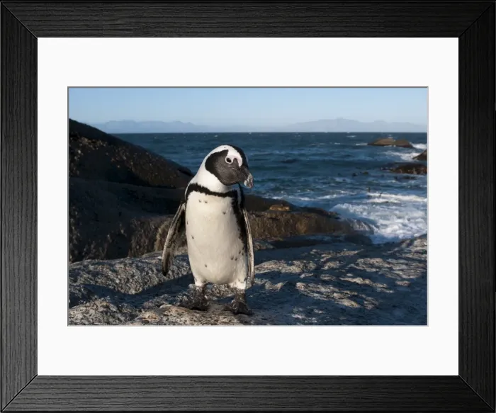 Framed Print : Jackass penguin (Speniscus demersus) (African penguin), Boulders Beach Framed Print : Jackass penguin (Speniscus demersus) (African penguin), Boulders Beach
