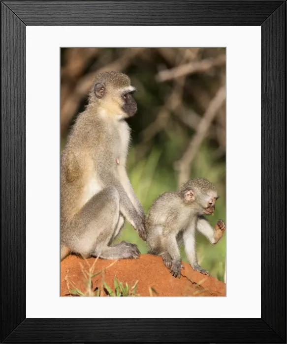 Framed Print : Vervet monkey (Cercopithecus aethiops), with baby, Kruger National Park Framed Print : Vervet monkey (Cercopithecus aethiops), with baby, Kruger National Park