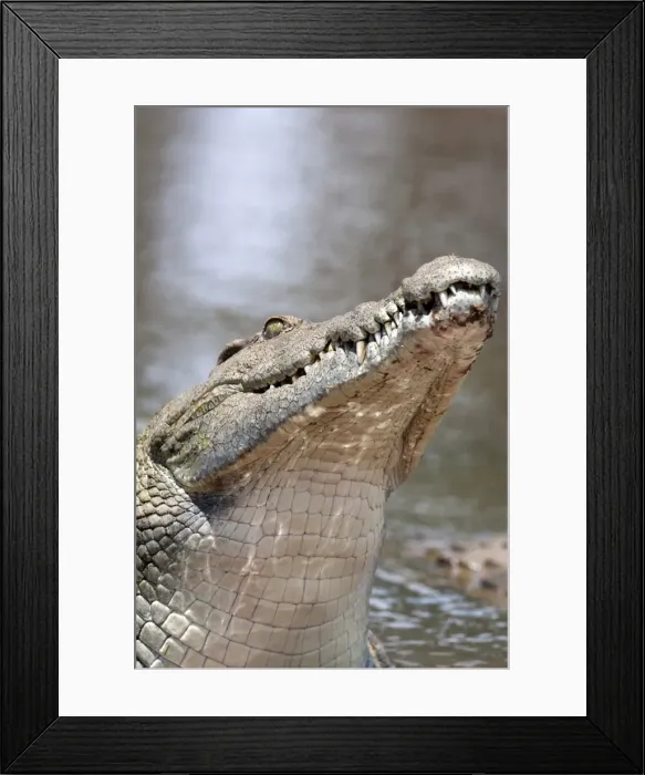 Framed Print : Nile crocodile (Crocodylus niloticus), Kruger National Park, South Africa, Africa Framed Print : Nile crocodile (Crocodylus niloticus), Kruger National Park, South Africa, Africa