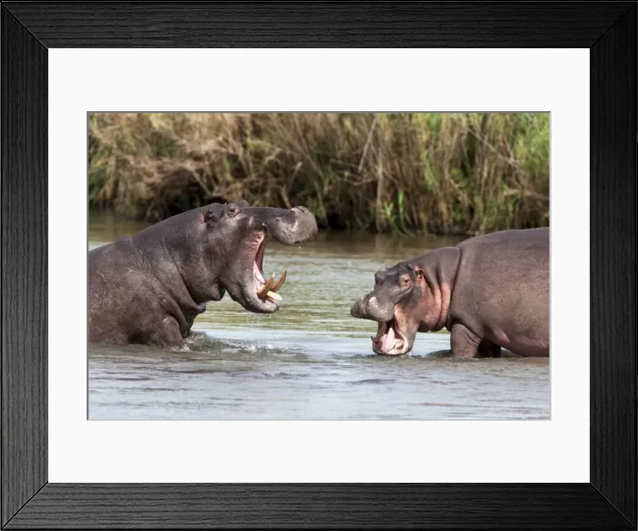 Framed Print : Hippo (Hippopotamus amphibius), fighting, Kruger National park, Mpumalanga Framed Print : Hippo (Hippopotamus amphibius), fighting, Kruger National park, Mpumalanga