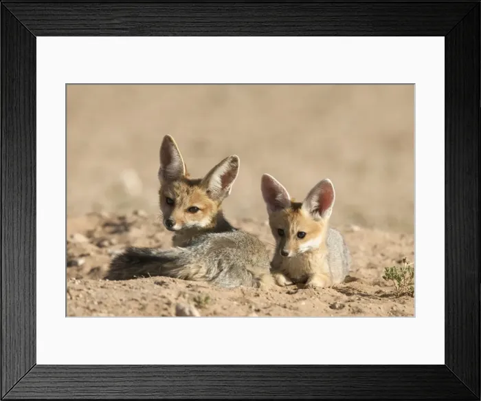 Framed Print : Cape fox (Vulpes chama) cubs, Kgalagadi Transfrontier Park, Northern Cape Framed Print : Cape fox (Vulpes chama) cubs, Kgalagadi Transfrontier Park, Northern Cape