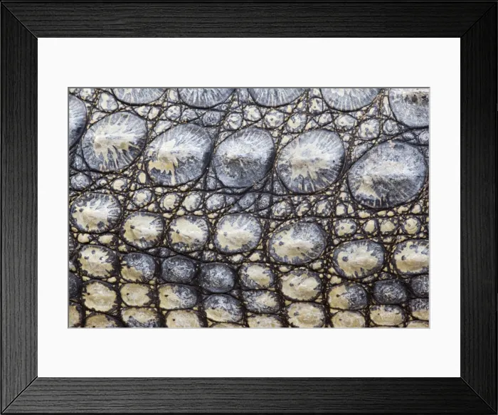 Framed Print : Close-up of Nile crocodile (Crocodylus niloticus), Kruger National Park Framed Print : Close-up of Nile crocodile (Crocodylus niloticus), Kruger National Park