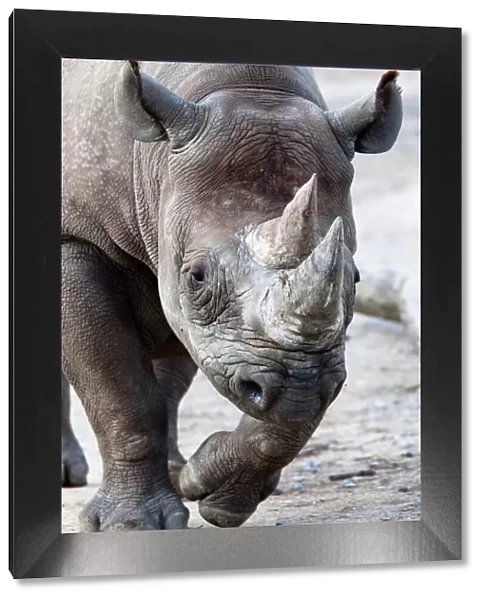 Black Rhino, South Africa, Africa