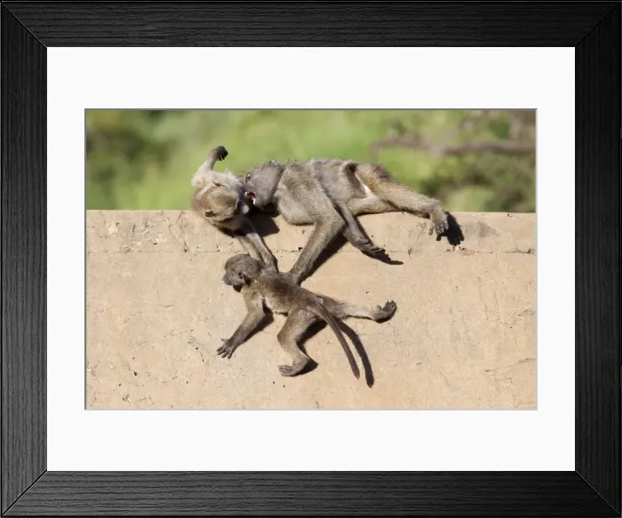 Framed Print : Chacma baboons (Papio cynocephalus ursinus) playing, Kruger National Park Framed Print : Chacma baboons (Papio cynocephalus ursinus) playing, Kruger National Park