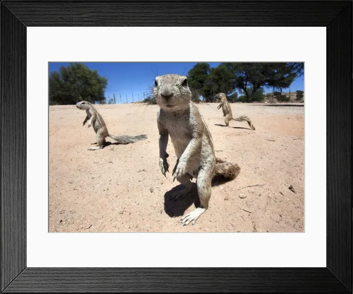 Framed Print : Ground squirrels (Xerus inauris), Kgalagadi Transfrontier Park, Northern Cape Framed Print : Ground squirrels (Xerus inauris), Kgalagadi Transfrontier Park, Northern Cape