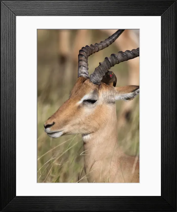 Framed Print : Impala ram (Aepyceros melampus), with redbilled oxpecker, Kruger National Park Framed Print : Impala ram (Aepyceros melampus), with redbilled oxpecker, Kruger National Park