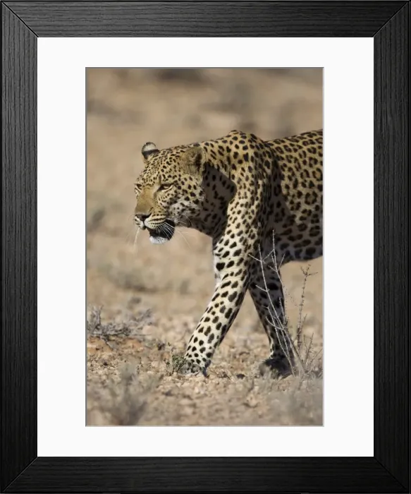 Framed Print : Male leopard (Panthera pardu), Kgalagadi Transfroniter Park, Northern Cape Framed Print : Male leopard (Panthera pardu), Kgalagadi Transfroniter Park, Northern Cape