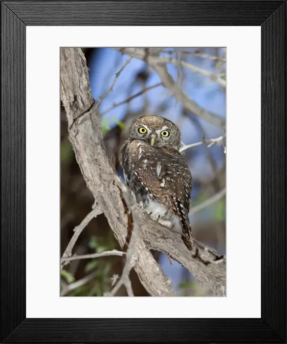 Framed Print : Pearl spotted owlet (Glaucidium perlatum), Kgalagadi Transfrontier Park Framed Print : Pearl spotted owlet (Glaucidium perlatum), Kgalagadi Transfrontier Park