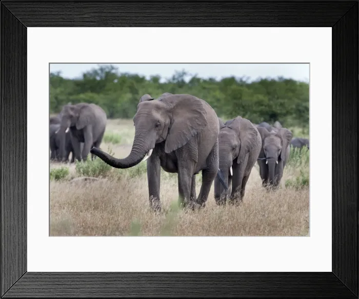 Framed Print : Elephant herd, Kruger National Park, South Africa, Africa