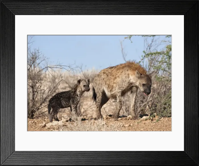 Framed Print : Spotted hyena with cub, South Africa, Africa Framed Print : Spotted hyena with cub, South Africa, Africa