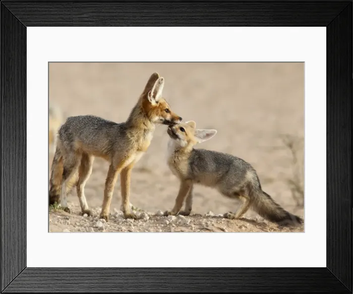 Framed Print : Cape fox with cub (Vulpes chama), Kgalagadi Transfrontier Park, Northern Cape Framed Print : Cape fox with cub (Vulpes chama), Kgalagadi Transfrontier Park, Northern Cape
