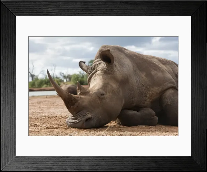 Framed Print : White rhino (Ceratotherium simum), Royal Hlane National Park, Swaziland, Africa Framed Print : White rhino (Ceratotherium simum), Royal Hlane National Park, Swaziland, Africa