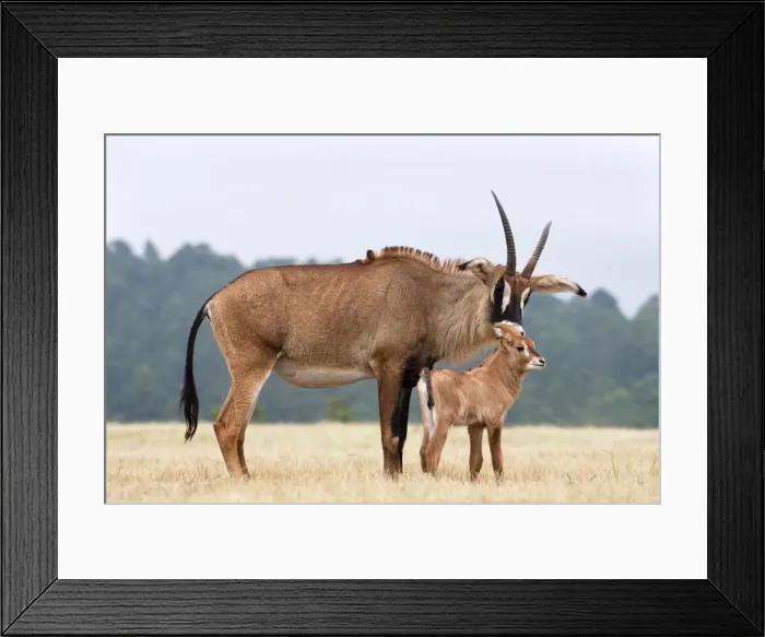 Framed Print : Roan (Hippotragus equinus) with baby, Mlilwane Nature Reserve breeding programme Framed Print : Roan (Hippotragus equinus) with baby, Mlilwane Nature Reserve breeding programme