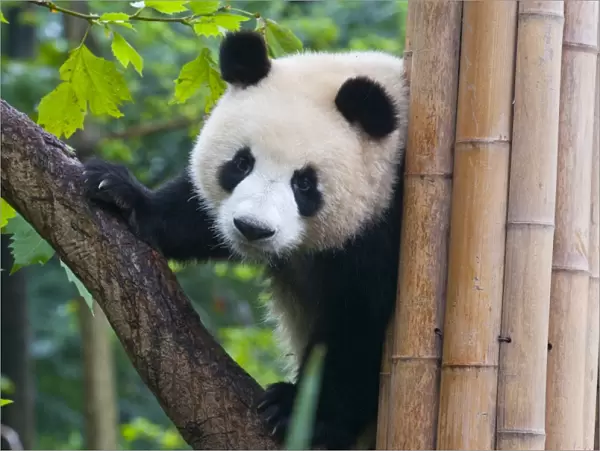 Giant panda (Ailuropoda melanoleuca) at the Panda Bear reserve, Chengdu