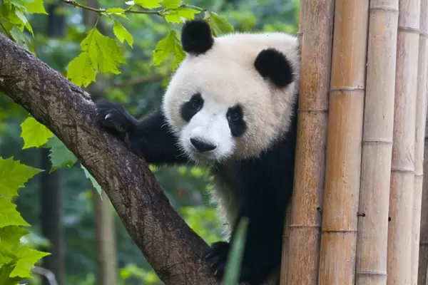 Giant panda (Ailuropoda melanoleuca) at the Panda Bear reserve, Chengdu