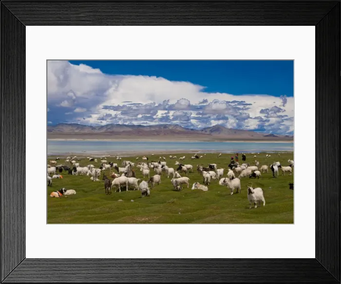 Framed Print : Goats grazing along a little lake, along the road between Ali and Gerze Framed Print : Goats grazing along a little lake, along the road between Ali and Gerze