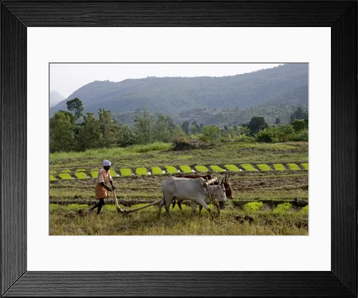 Framed Print : Ploughing an agricultural field, Marayoor, Kerala, India, Asia Framed Print : Ploughing an agricultural field, Marayoor, Kerala, India, Asia