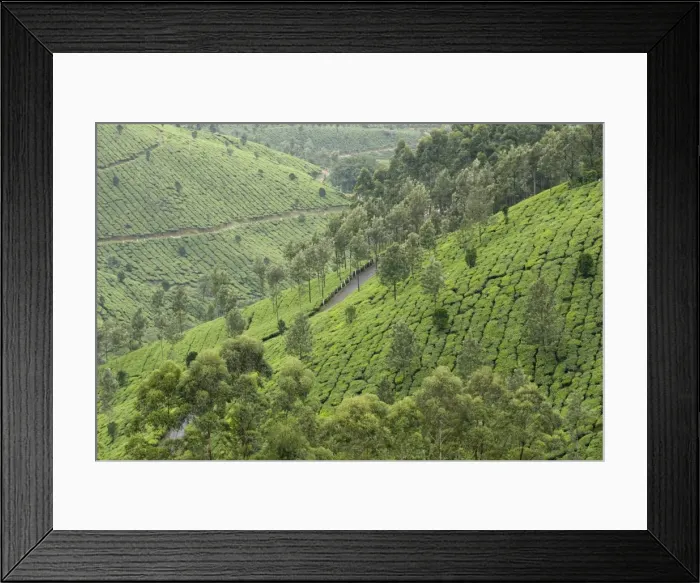Framed Print : Tea gardens in Devikulam, Kerala, India, Asia Framed Print : Tea gardens in Devikulam, Kerala, India, Asia