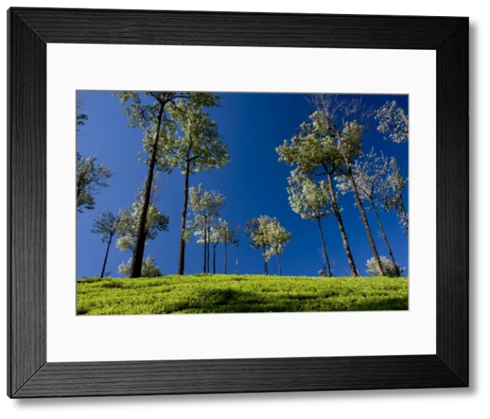 Framed Print : Tea gardens in Devikulam, Munnar, Kerala, India, Asia Framed Print : Tea gardens in Devikulam, Munnar, Kerala, India, Asia