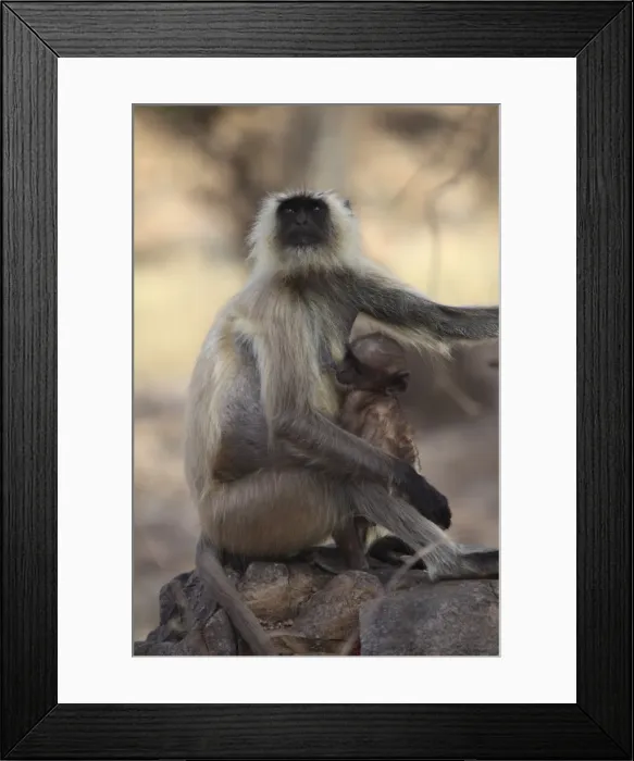 Framed Print : Langur monkey with baby, (Semnopithecus entellus), Ranthambore National Park